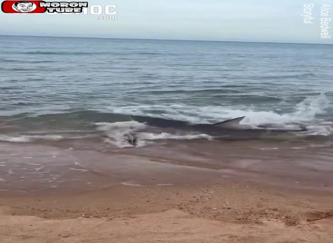 Video :Bathers watch in awe as a shark eats a crocodile only a few meters from the beach